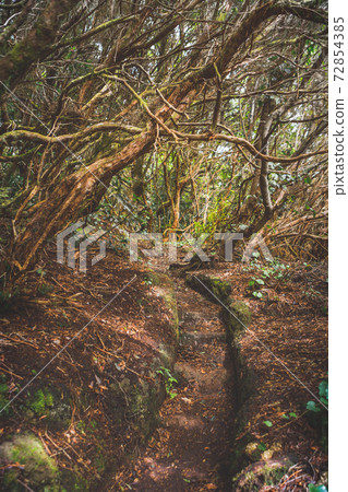 forest in Anaga rural park, Tenerife forest in Anaga rural park, Tenerife 72854385