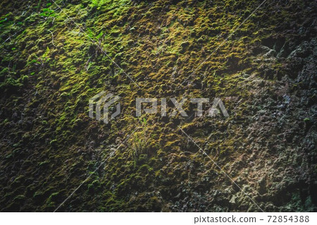 ground in cross section with green moss 72854388
