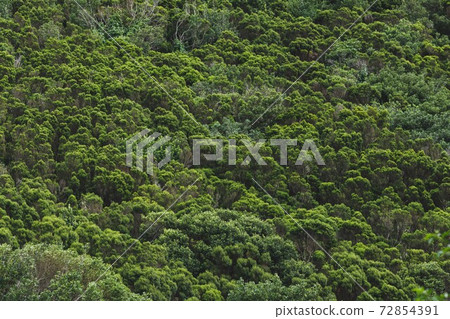 dense green foliage background in Anaga rural park 72854391