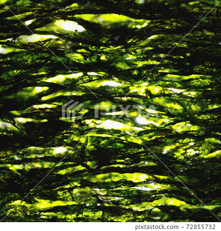 dried nori seaweed laminaria sheets dried nori seaweed laminaria sheets 72855732