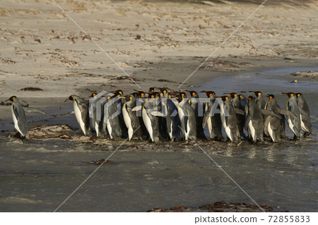 King Penguins in the Falkland Islands King Penguins in the Falkland Islands 72855833