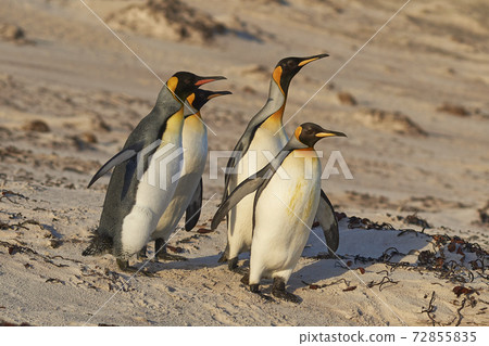King Penguins in the Falkland Islands King Penguins in the Falkland Islands 72855835