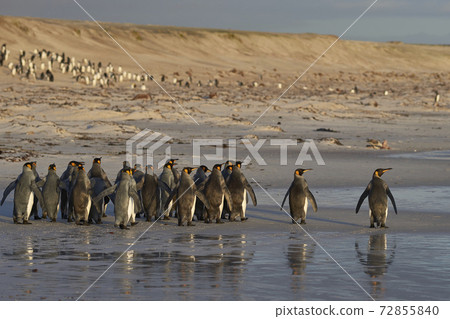 King Penguins in the Falkland Islands King Penguins in the Falkland Islands 72855840