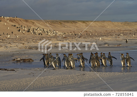 King Penguins in the Falkland Islands King Penguins in the Falkland Islands 72855841
