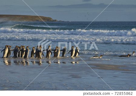 King Penguins heading to sea 72855862