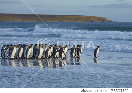 King Penguins heading to sea 72855865