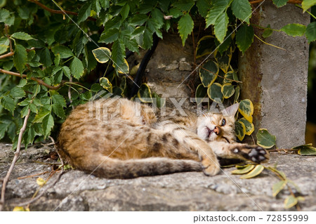 The kitten lies and opened one eye. The kitten lies and opened one eye. 72855999