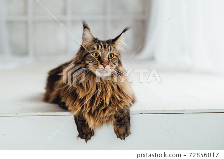 Maine Coon cat on white background 72856017