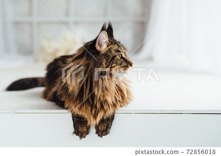 Maine Coon cat on white background 72856018