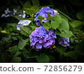 Hydrangea 72856279