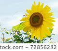 sunflower	 72856282
