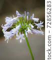  Agapanthus 72856283