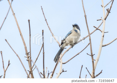 California Scrub Jay 72856647