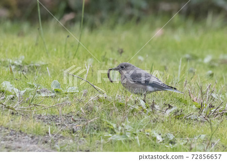 Female Mountain bluebird Female Mountain bluebird 72856657