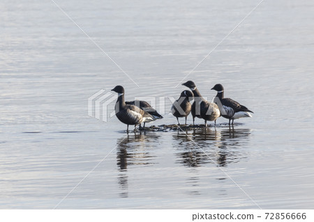 Black brent goose Black brent goose 72856666