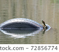 Turtle and tire 72856774