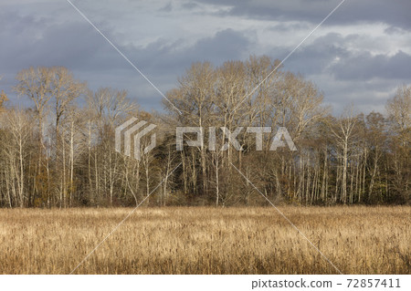 nature wetland landscape nature wetland landscape 72857411