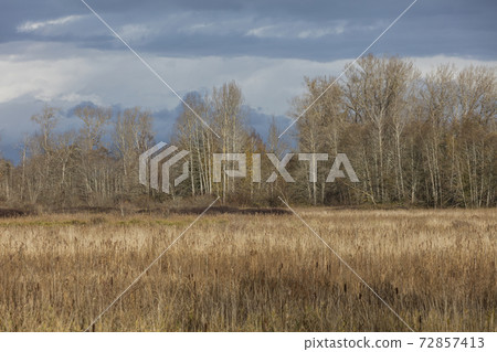 nature wetland landscape nature wetland landscape 72857413