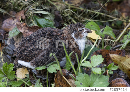 Domestic japanese quail 72857414