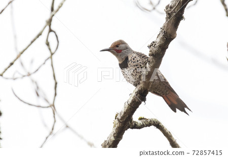 Northern flicker bird Northern flicker bird 72857415