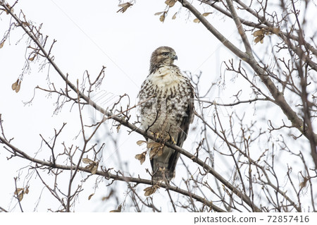 juvenile red-tailed hawk juvenile red-tailed hawk 72857416