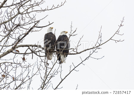 pair of bald eagle 72857417