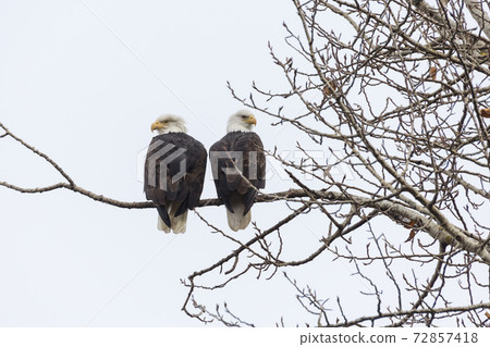 pair of bald eagle pair of bald eagle 72857418