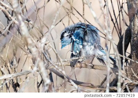 blue Jay bird blue Jay bird 72857419