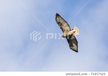 red tailed hawk red tailed hawk 72857420