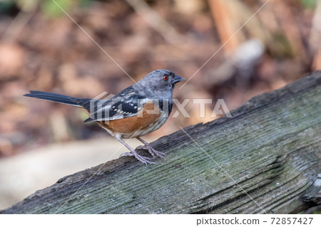 spotted towhee with gray head spotted towhee with gray head 72857427