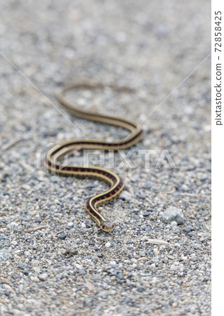 red garter snake 72858425