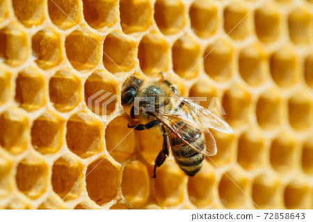 Macro photo of working bees on honeycombs. Beekeeping and honey production image Macro photo of working bees on honeycombs. Beekeeping and honey production image 72858643