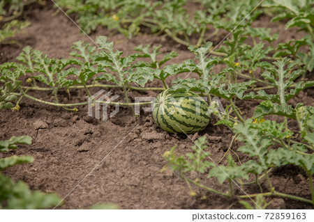 Young shoots of watermelons On the open field on the farm field. Young shoots of watermelons On the open field on the farm field. 72859163