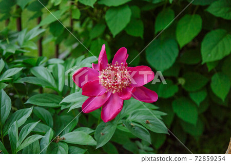Shrubs beautiful peonies in the garden. Sunny day in the garden. Shrubs beautiful peonies in the garden. Sunny day in the garden. 72859254
