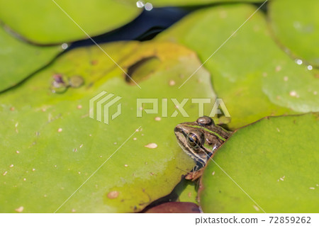 達爾夫青蛙 72859262