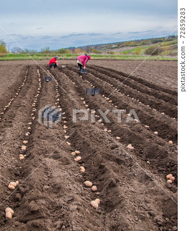 Potatoes in boxes for planting. Planting potatoes on his land in the village. Potatoes in boxes for planting. Planting potatoes on his land in the village. 72859283