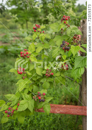 Organic blackberry bush. Growing Organic Berries closeup. Organic blackberry bush. Growing Organic Berries closeup. 72859373