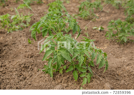 Growing tomatoes in the garden in the garden. Growing tomatoes in the garden in the garden. 72859396