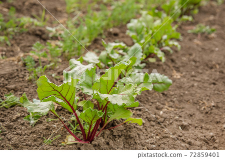 Young plants of beet in the garden. Young plants of beet in the garden. 72859401