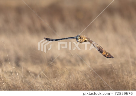 Short eared owl 72859676