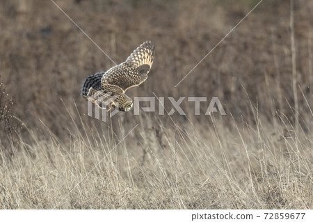 Short eared owl Short eared owl 72859677