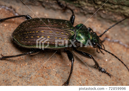 Adult Caterpillar hunter Beetle Adult Caterpillar hunter Beetle 72859996