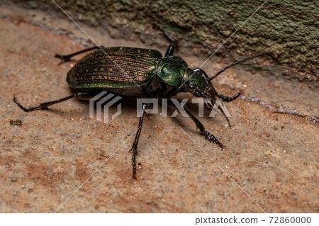 Adult Caterpillar hunter Beetle Adult Caterpillar hunter Beetle 72860000