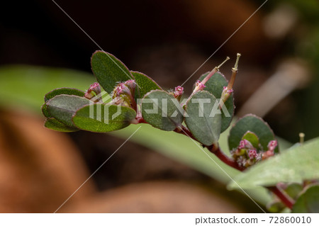 Flowers and Fruits of the Prostrate Sandmat Plant Flowers and Fruits of the Prostrate Sandmat Plant 72860010