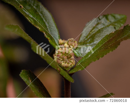 Flower of a Asthma Plant Flower of a Asthma Plant 72860018