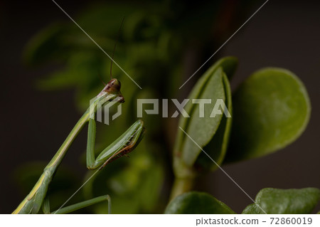 Small Mantid Nymph 72860019