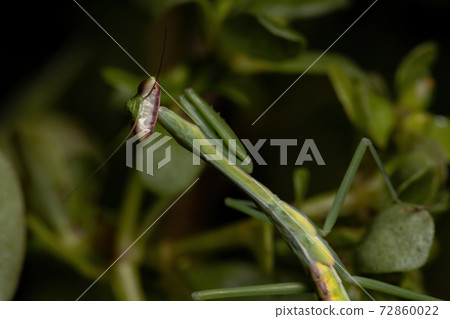 Small Mantid Nymph 72860022