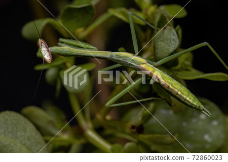 Small Mantid Nymph 72860023