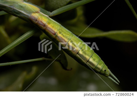 Small Mantid Nymph 72860024