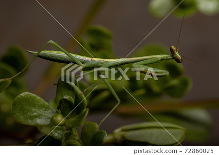 Small Mantid Nymph 72860025